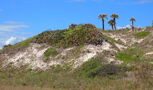 [Some patches of sand are visible, but this dune is mostly covered with low-growing vegetation. Atop it are four palm trees outlined by the blue sky.]